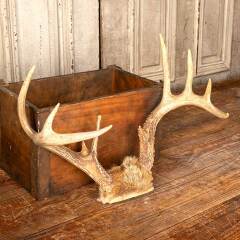 #49015 - Vintage&nbsp;Deer&nbsp;Antlers&nbsp;Buck&nbsp;Rack&nbsp;Mount&nbsp;image