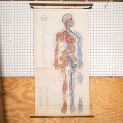 #53276 - Vintage&nbsp;Human&nbsp;Vascular&nbsp;System&nbsp;Medical&nbsp;Map&nbsp;image