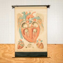 #56333 - Vintage&nbsp;Pull-Down&nbsp;Diagram&nbsp;of&nbsp;the&nbsp;Heart image