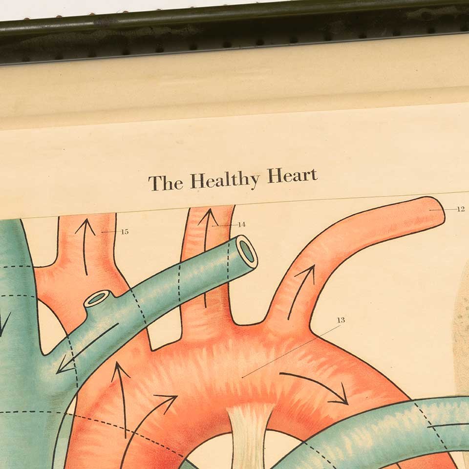 Vintage Pull-Down Diagram of the Heart image 2