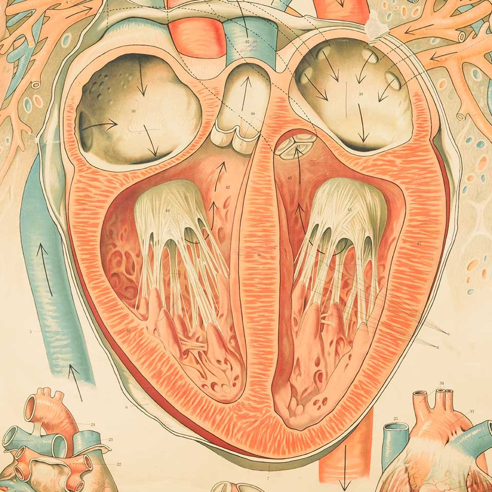 Vintage Pull-Down Diagram of the Heart image 5