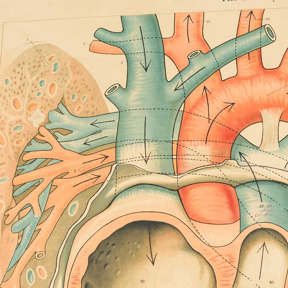 Vintage Pull-Down Diagram of the Heart image 7
