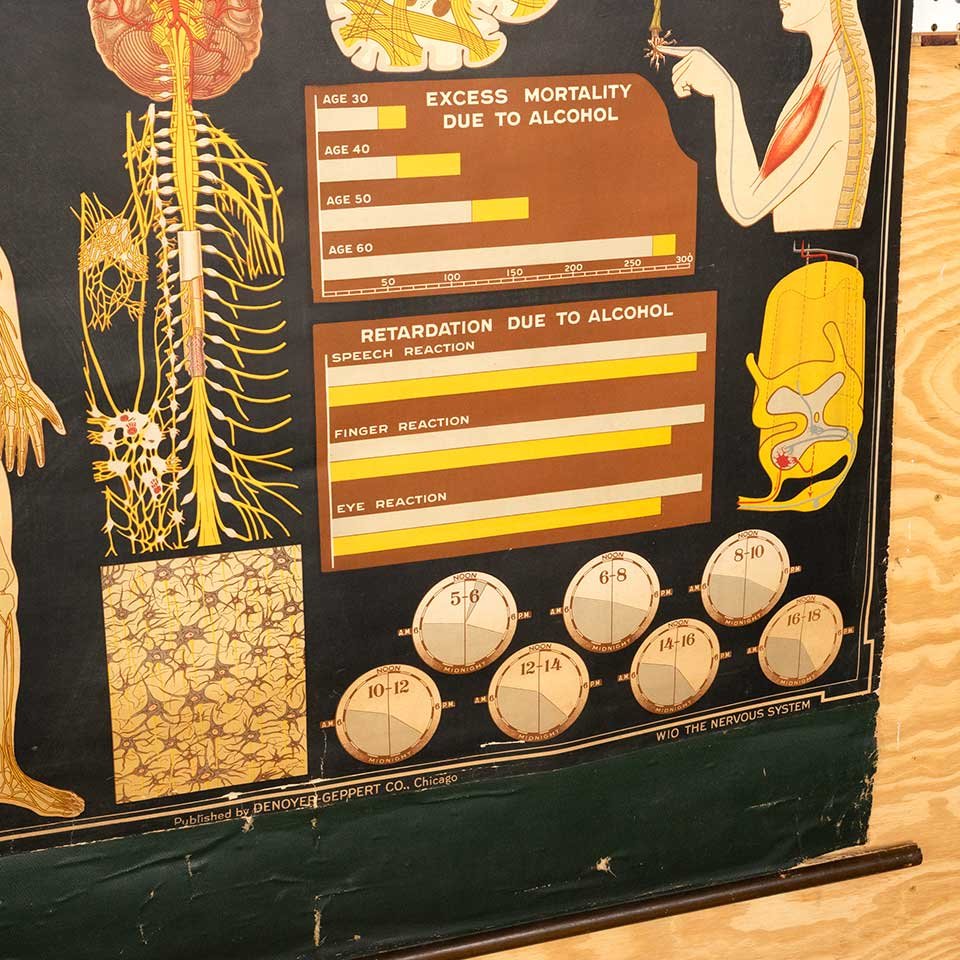 Vintage Pull-Down Health & Hygiene Diagram image 3