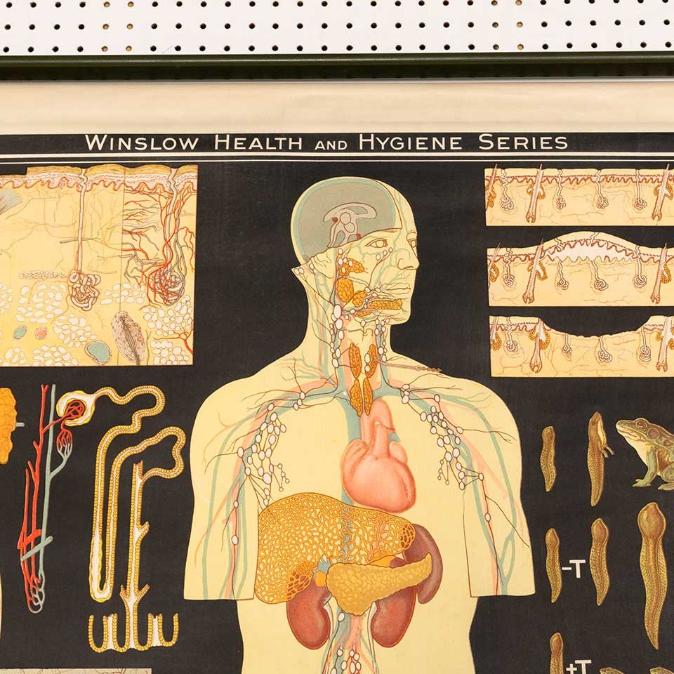 Vintage Pull-Down Health & Hygiene Diagram image 6