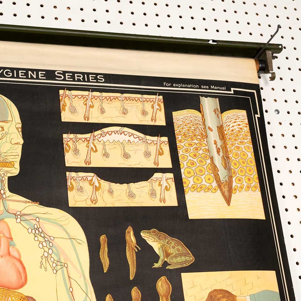 Vintage Pull-Down Health & Hygiene Diagram image 7