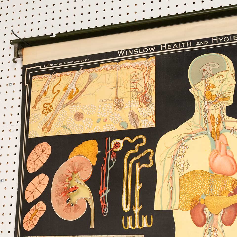 Vintage Pull-Down Health & Hygiene Diagram image 8