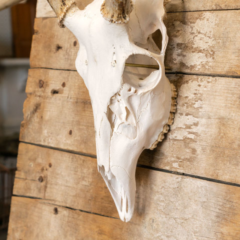 #39781 Deer Skull Mounted on Primitive Wood Door image 7