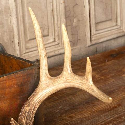 #49015 Vintage Deer Antlers Buck Rack Mount image 3