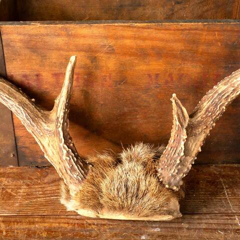 #49015 Vintage Deer Antlers Buck Rack Mount image 5