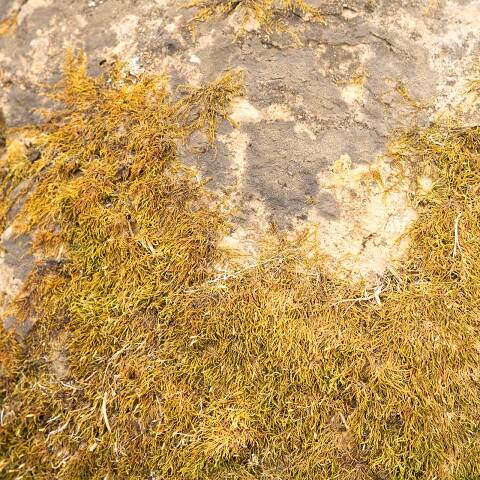 #51299 Stone Concretion Garden Landscape Ornament image 3