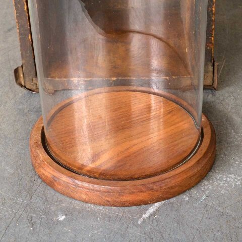 #54385 12" Glass Display Cloche Bell Dome image 4