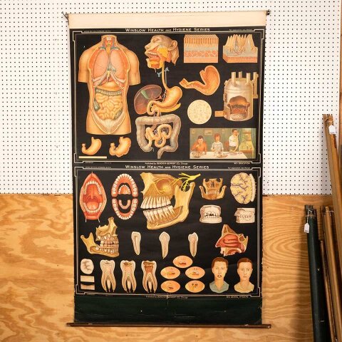 Vintage Pull-Down Health & Hygiene Diagram