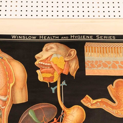 #56337 Vintage Pull-Down Health & Hygiene Diagram image 2