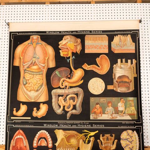 #56337 Vintage Pull-Down Health & Hygiene Diagram image 4